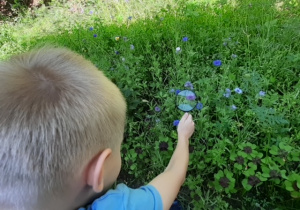 Obserwacja roślin na łące przez dzieci