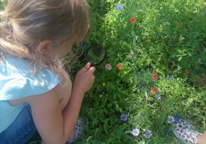 Obserwacja oraz podlewanie roślin na łące przez dzieci